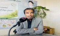 تولید بالغ بر ۵ هزار تن کلزا در خراسان رضوی /  تداوم عملیات برداشت در مزارع طلایی استان